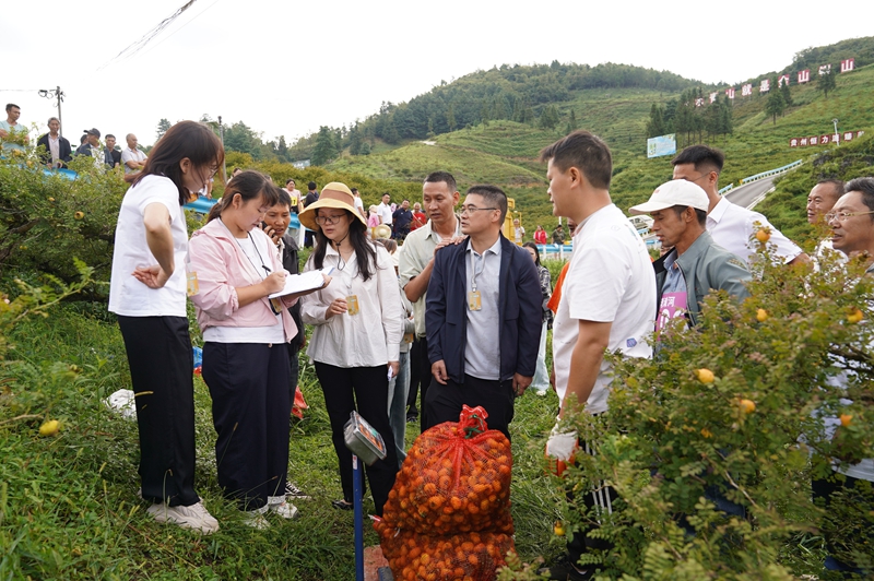 2 “刺梨采摘鮮果采摘能手”稱重現(xiàn)場(chǎng)