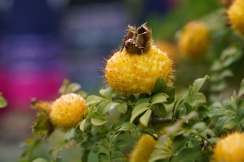 7 長(zhǎng)勢(shì)喜人的刺梨 (2)