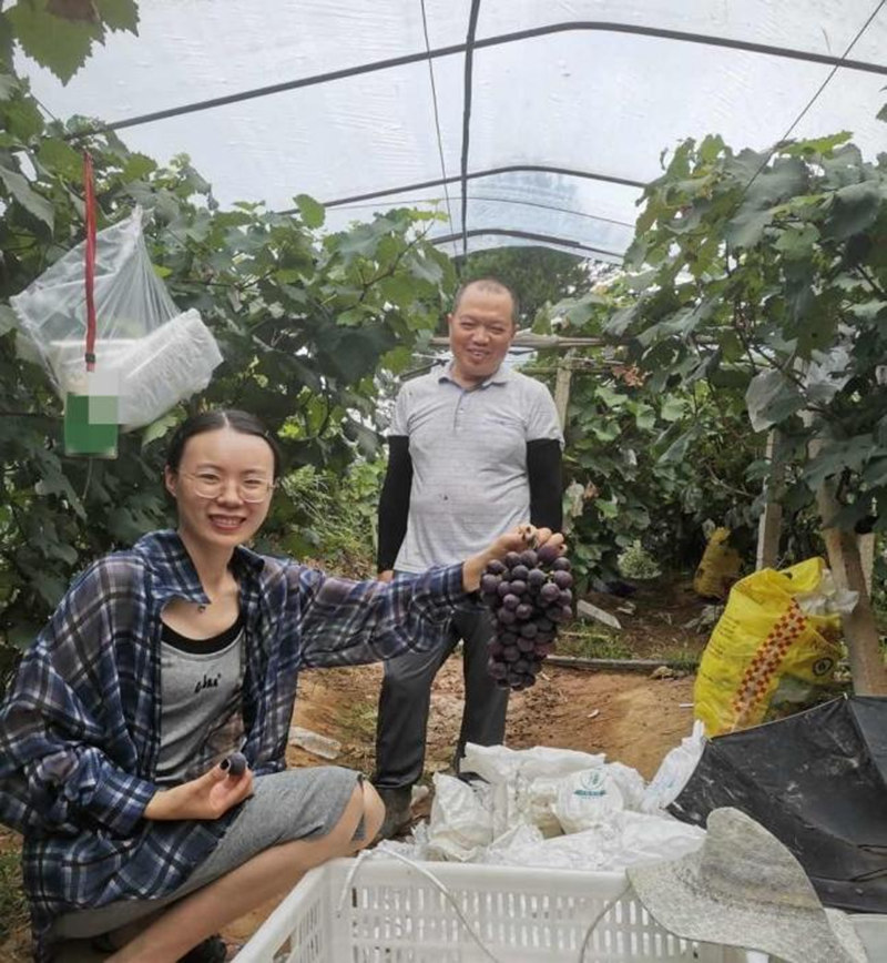 蘇流芳幫助農戶銷售水果。