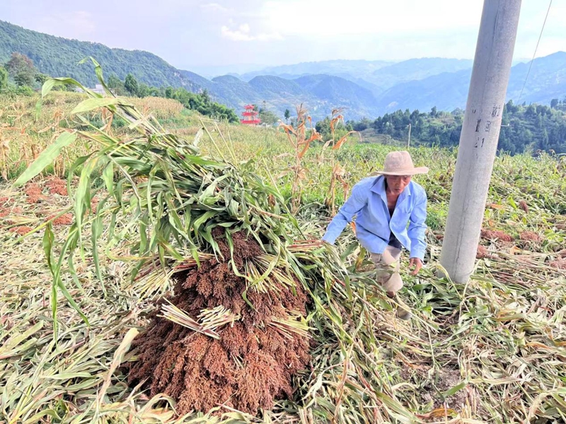 二里鎮井壩村村民在田間收割搬運紅粱。