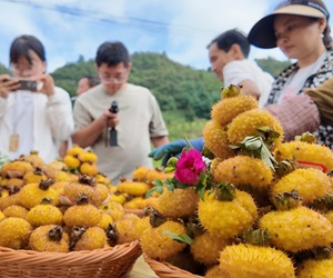 貴州龍里“刺梨