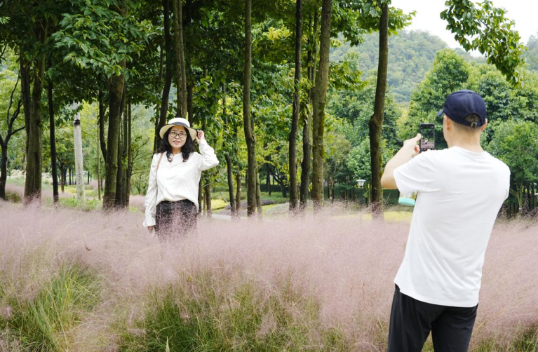 貴州安順虹山湖粉黛進(jìn)入盛花期。