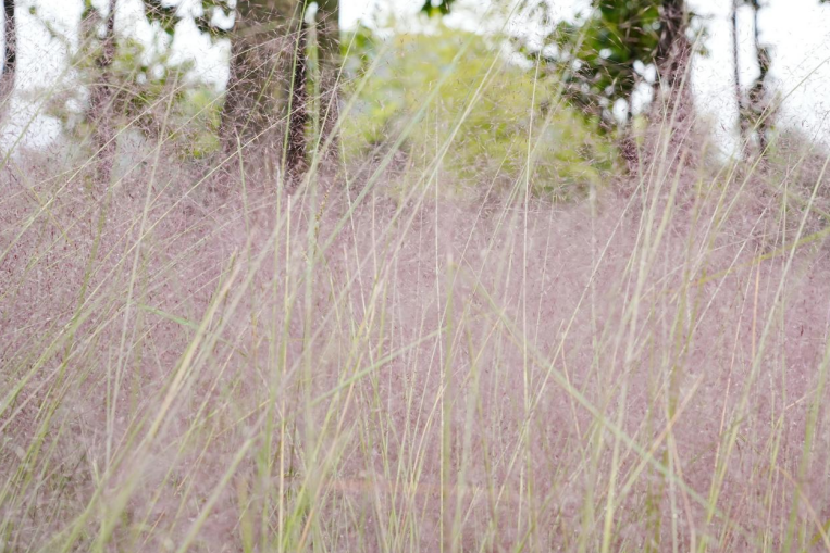 貴州安順虹山湖粉黛進(jìn)入盛花期。