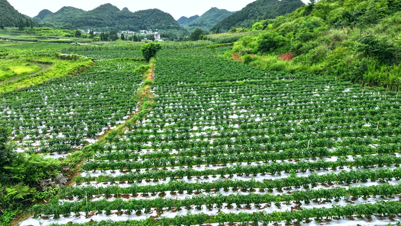 白云山鎮思京村辣椒種植基地。