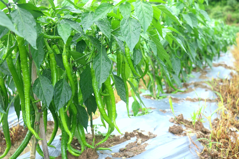 晨露掛在辣椒上。