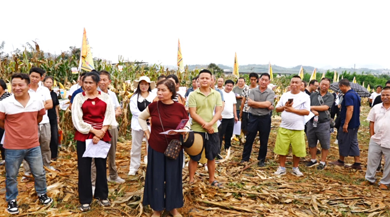 田間地頭選良種 技術培訓促增收。