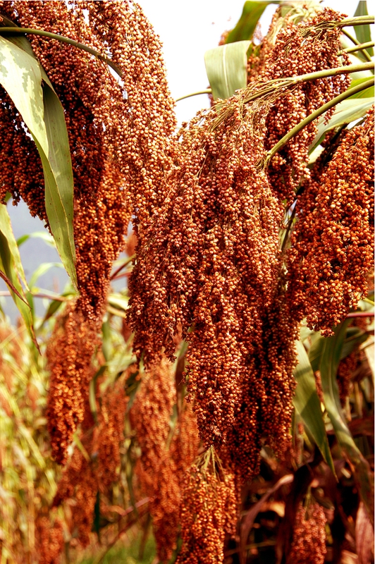 習酒鎮紅纓子高粱穗大粒滿，色澤誘人。習水縣融媒體中心供圖