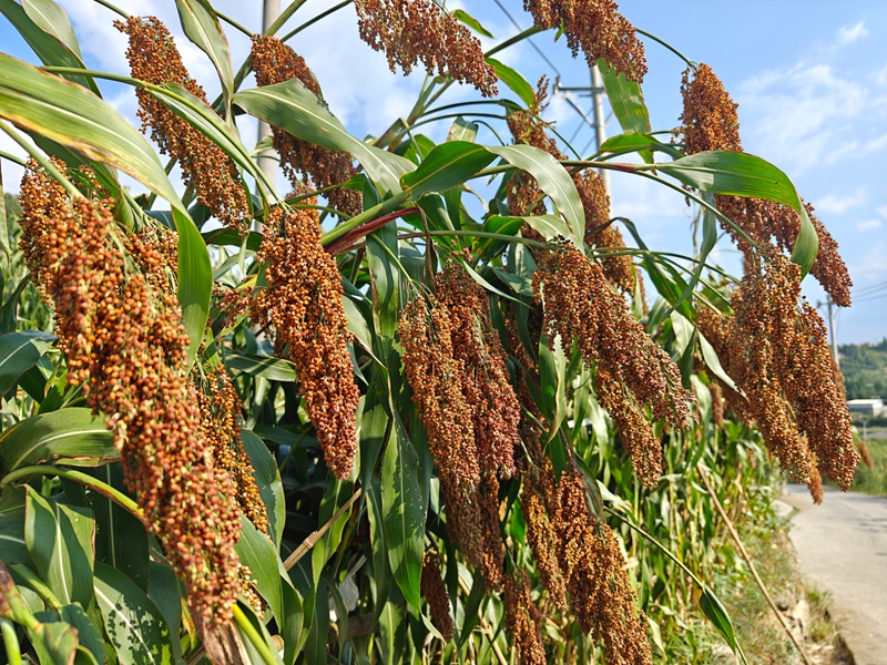 習酒鎮路邊，紅纓子高粱沉甸甸掛滿枝頭。習水縣融媒體中心供圖