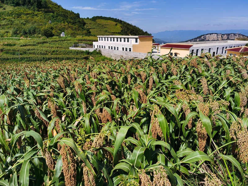 習酒鎮高粱種植基地，與廠房相映成景。習水縣融媒體中心供圖