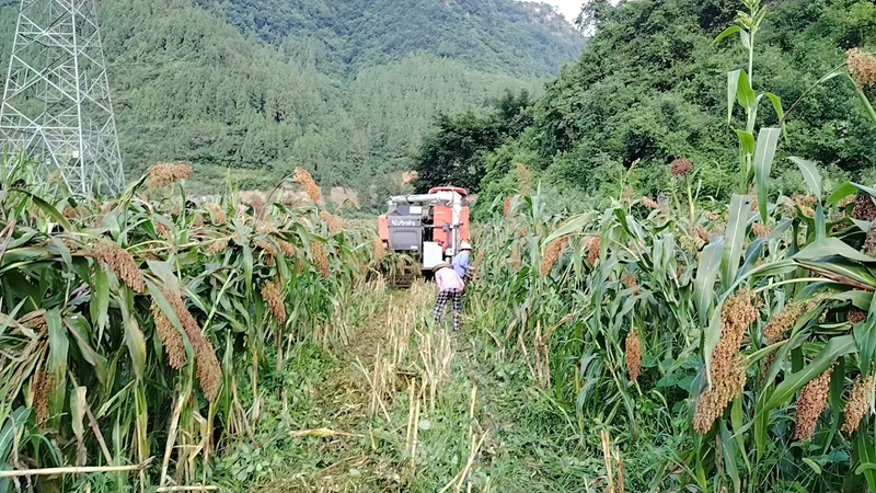 習酒鎮農戶借助農機，高效收割高粱。習水縣融媒體中心供圖