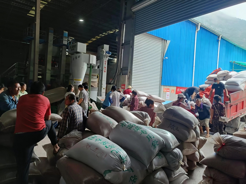 習酒鎮高粱收購點，農戶們忙碌交售高粱。習水縣融媒體中心供圖