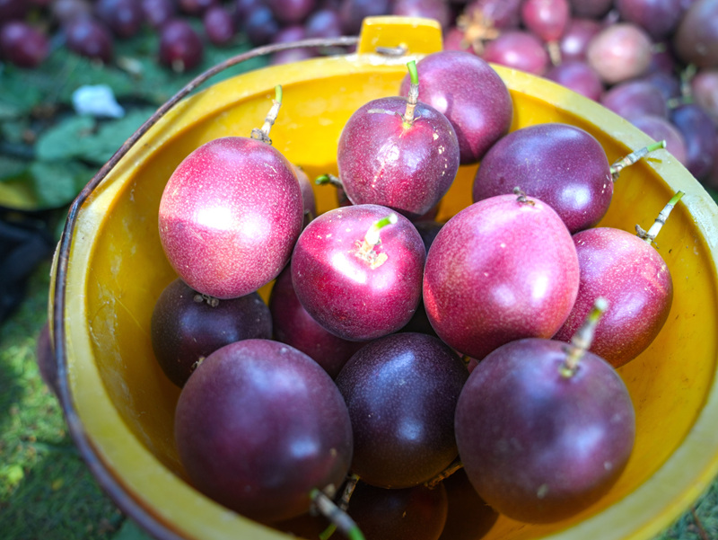 平壩40畝百香果喜迎豐收 特色種植帶動就業與增收。