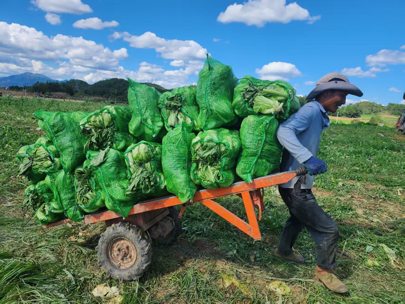 獨山縣高坪村千畝芥菜喜迎豐收。