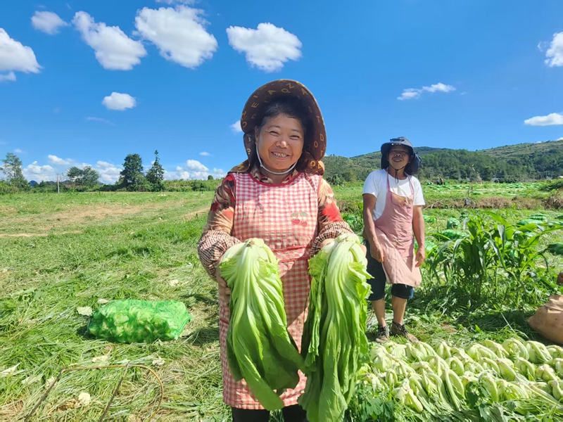 獨山縣高坪村千畝芥菜喜迎豐收。