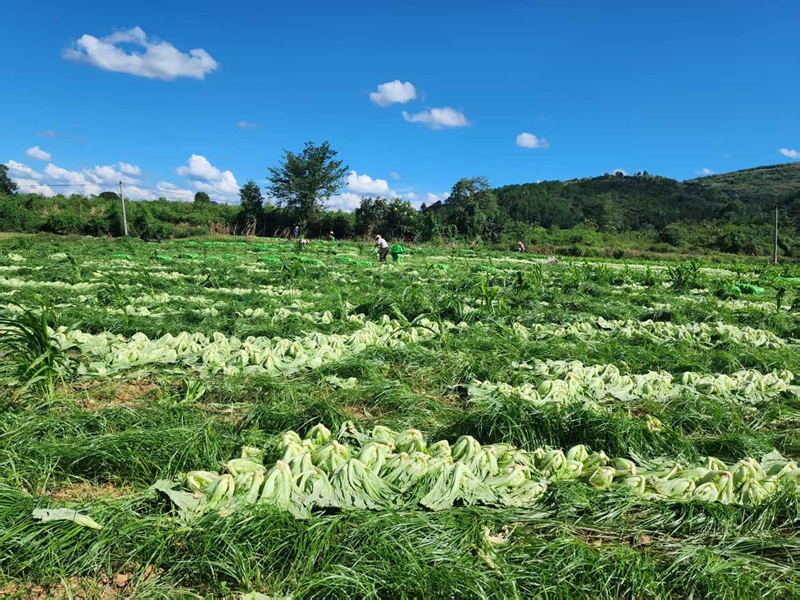 獨山縣高坪村千畝芥菜喜迎豐收。