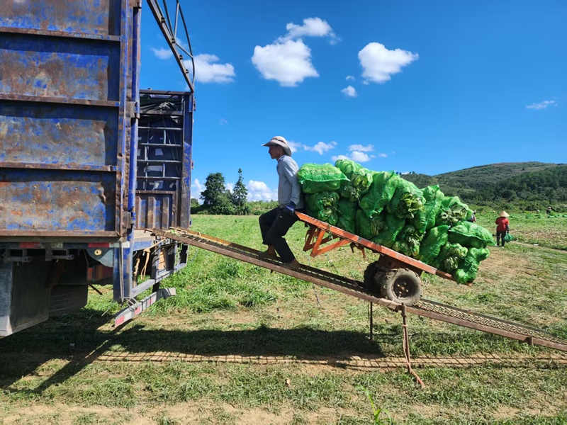 獨山縣高坪村千畝芥菜喜迎豐收。
