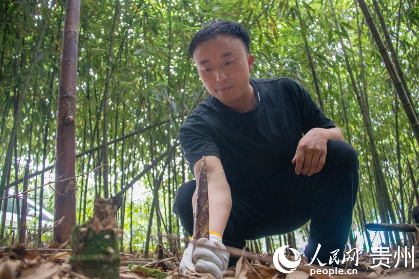 游客采摘方竹筍。人民網 黃小桃攝