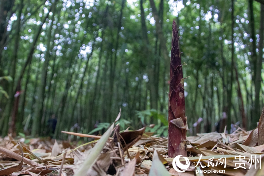 桐梓方竹筍。人民網(wǎng) 黃小桃攝