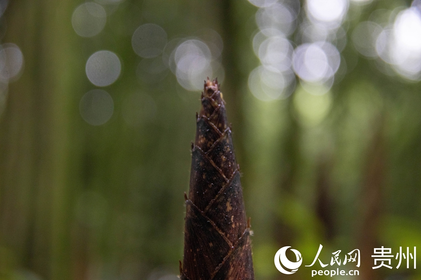 桐梓方竹筍。人民網(wǎng) 黃小桃攝