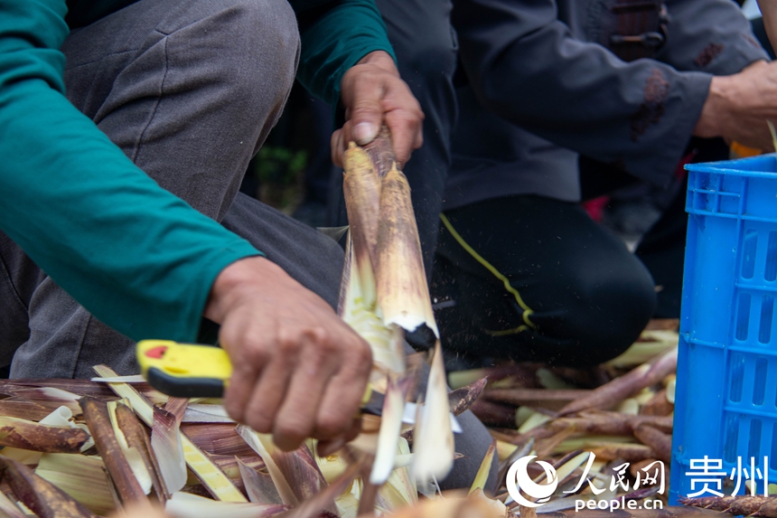 農戶正在剝方竹筍。人民網 黃小桃攝