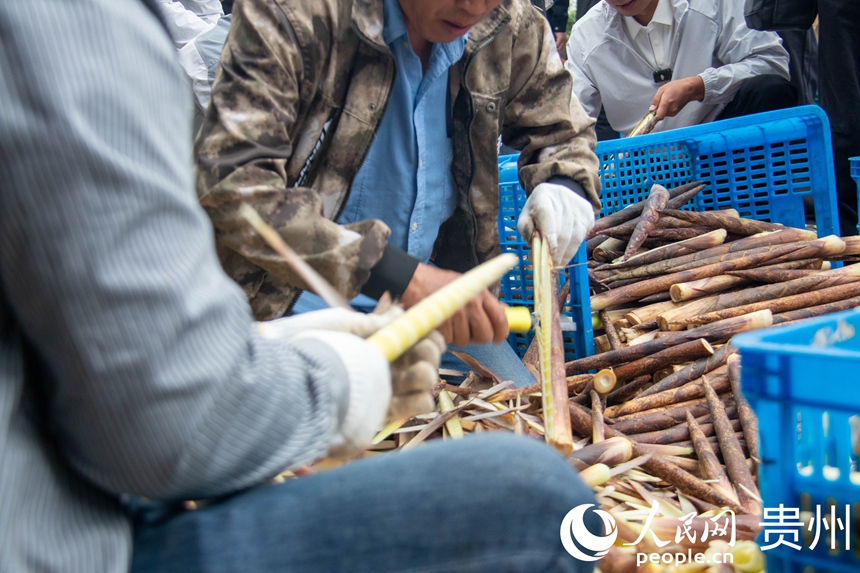 農戶正在剝方竹筍。人民網 黃小桃攝