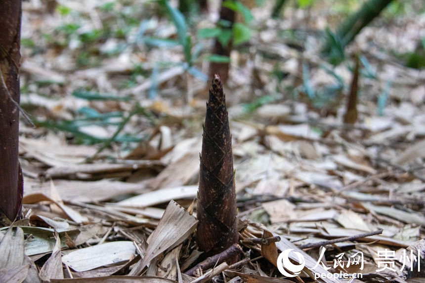 桐梓方竹筍。人民網(wǎng) 黃小桃攝