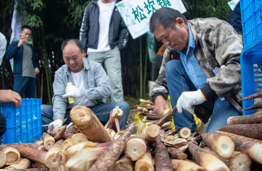 貴州桐梓：以竹為媒 繪就豐收新圖景