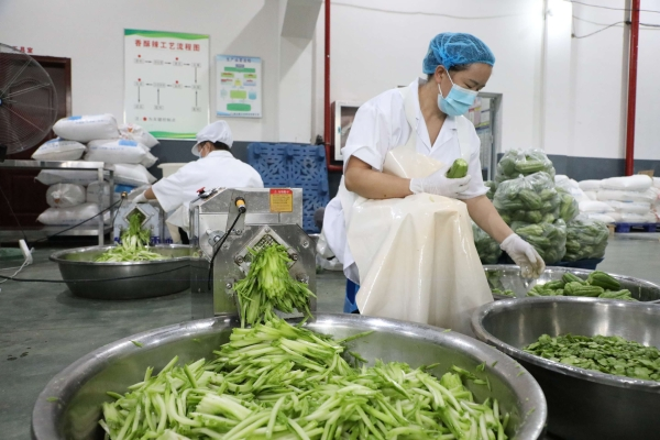 工人在用機器切佛手瓜。