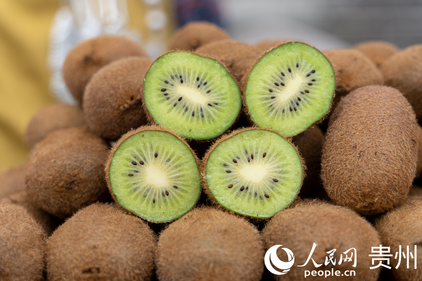 剛剛摘下的修文獼猴桃。人民網記者 涂敏攝