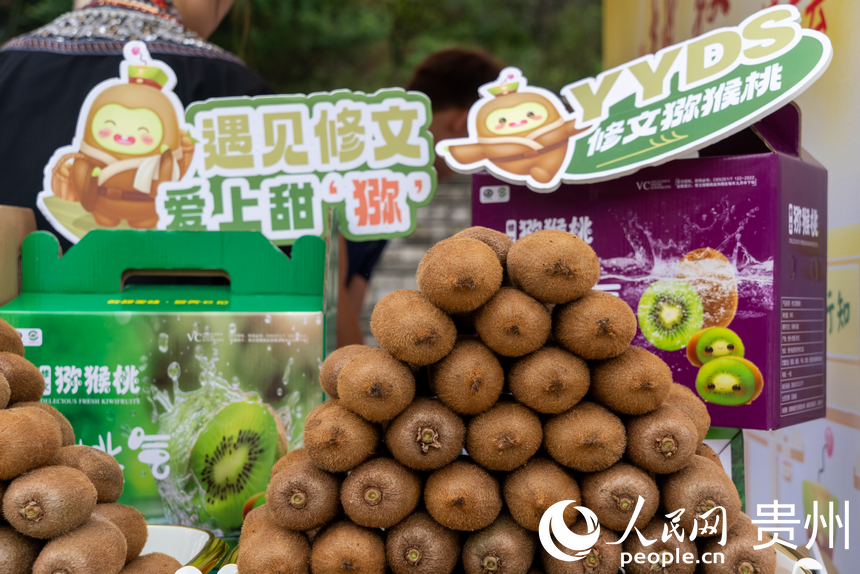 剛剛摘下的修文獼猴桃。人民網(wǎng)記者 涂敏攝