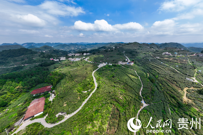 航拍谷堡鎮平灘村的1.2萬畝獼猴桃基地。人民網記者 涂敏攝