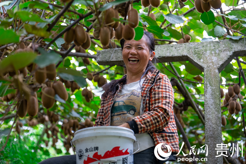 村民在獼猴桃園內(nèi)采摘達(dá)到采摘標(biāo)準(zhǔn)的獼猴桃。人民網(wǎng)記者 涂敏攝