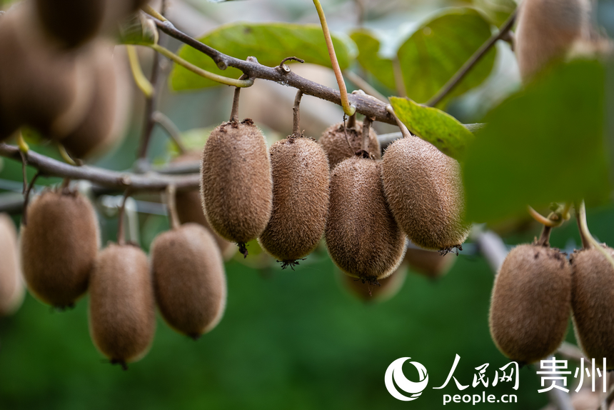 藤蔓上掛滿了即將采摘的獼猴桃。人民網(wǎng)記者 涂敏攝