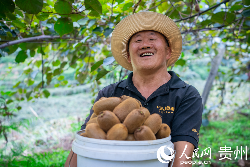 村民在獼猴桃園內采摘達到采摘標準的獼猴桃。人民網記者 涂敏攝