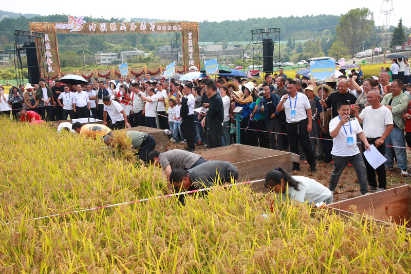 七星關區2025年中國農民豐收節分會場慶典活動 收稻谷比賽現場,隊員們正在彎腰揮鐮、抱稻摜谷。
