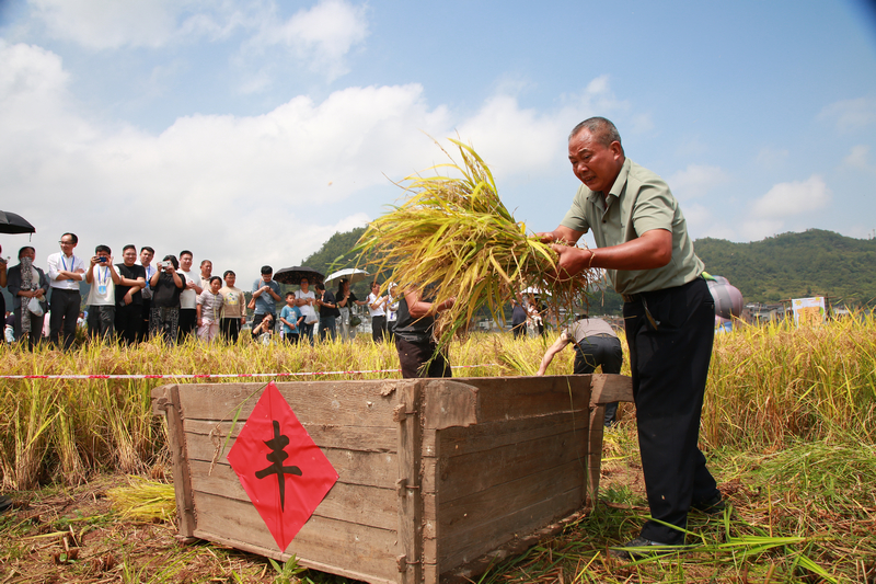 七星關區2025年中國農民豐收節分會場慶典活動 收稻谷比賽現場,隊員們正在彎腰揮鐮、抱稻摜谷。