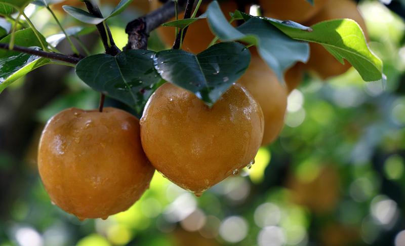 百畝金秋梨喜獲豐收。