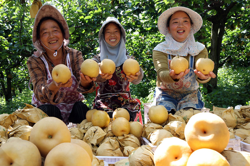 百畝金秋梨喜獲豐收。