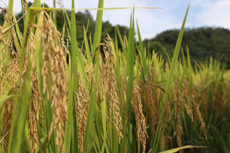沉甸甸的稻穗壓彎了稻稈。