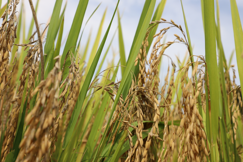 沉甸甸的稻穗壓彎了稻稈。