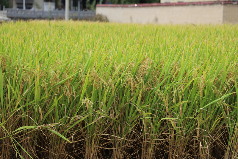 沉甸甸的稻穗壓彎了稻稈。