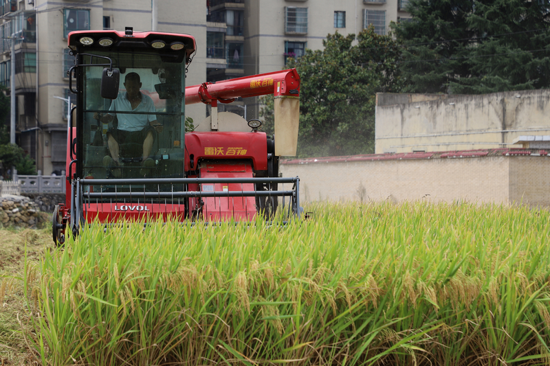 工人駕駛收割機正在收割水稻。