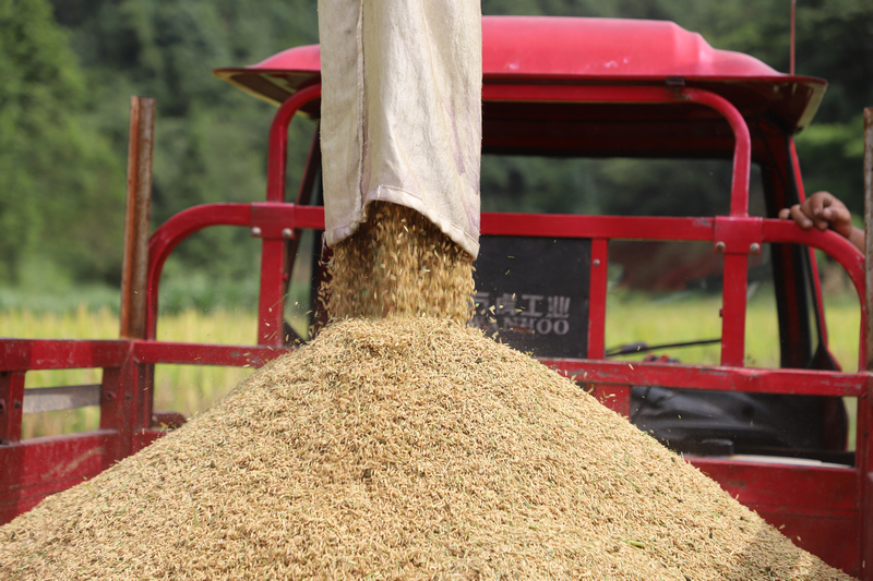 剛收割的稻谷。