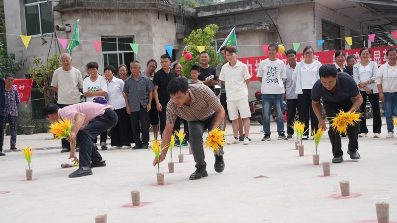 選手們正在進行插秧比賽。