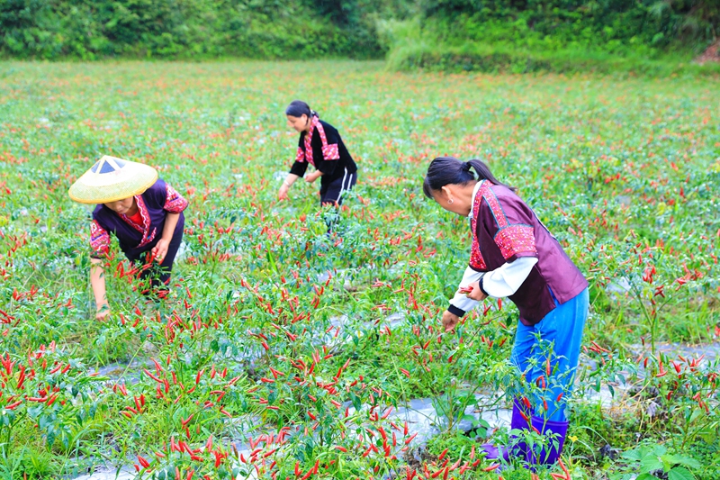 村民正在采摘朝天椒。 聶晶梅 攝 (3)
