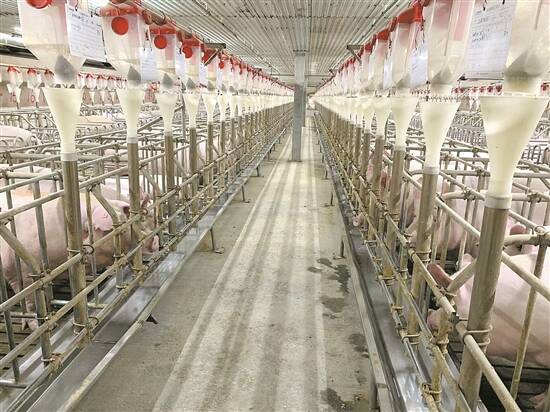 松桃德康公司生豬養(yǎng)殖基地。受訪者供圖