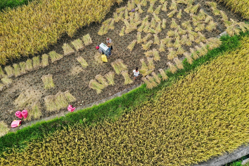 黔南州都勻市勻東鎮(zhèn)壩固社區(qū)群眾在豐收稻谷。潘希來 攝.JPG