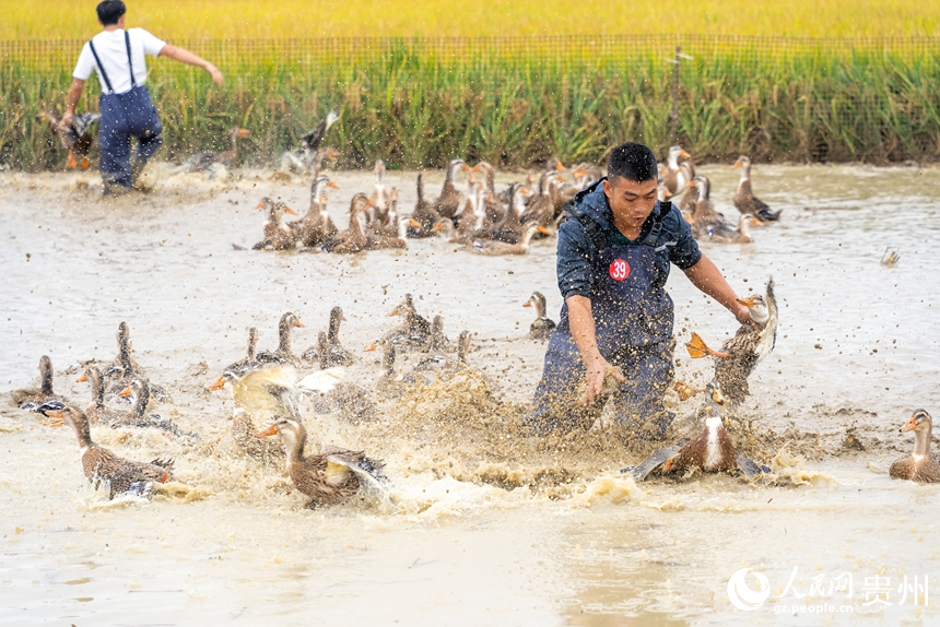 參賽選手在水中追逐鴨子。人民網記者 涂敏攝