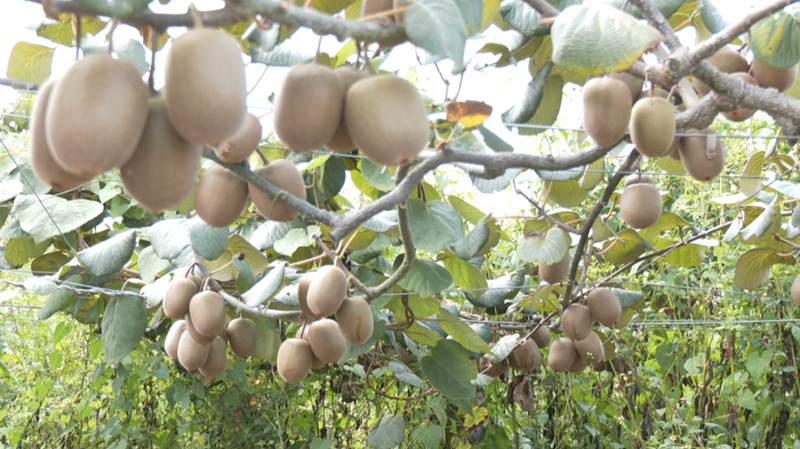掛滿枝頭的獼猴桃果香四溢。