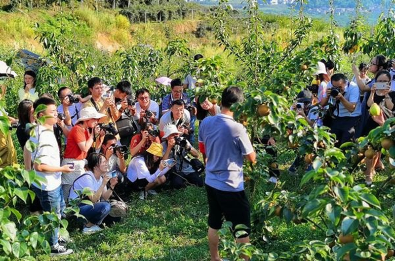 楠木村的果園受到外界關注。張元興攝